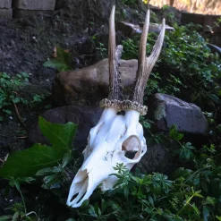 Deer Skull With Antlers And Jaws