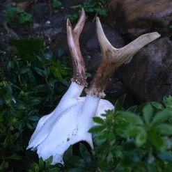 Deer Skull With Antlers, Small